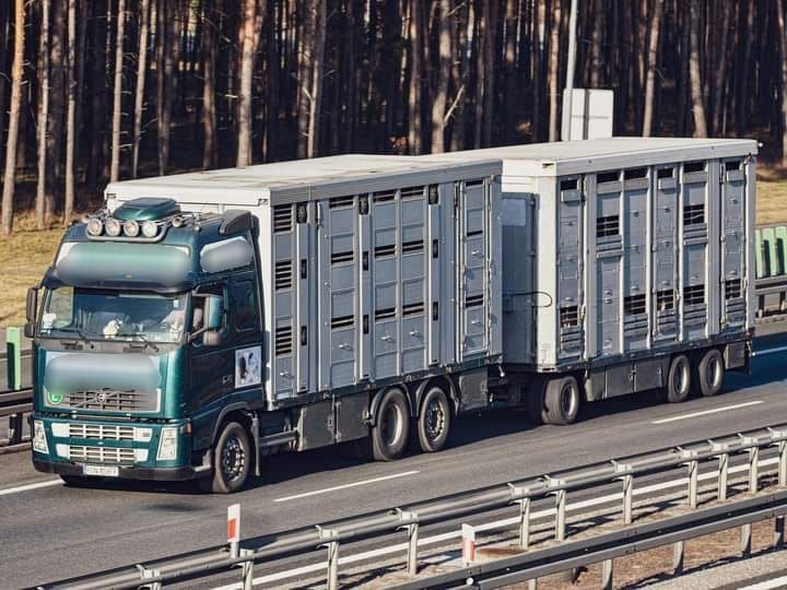 camion bétaillère Volvo FH 12 + remorque bétaillère
